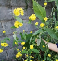 有沒有人欣賞，我依然綻放